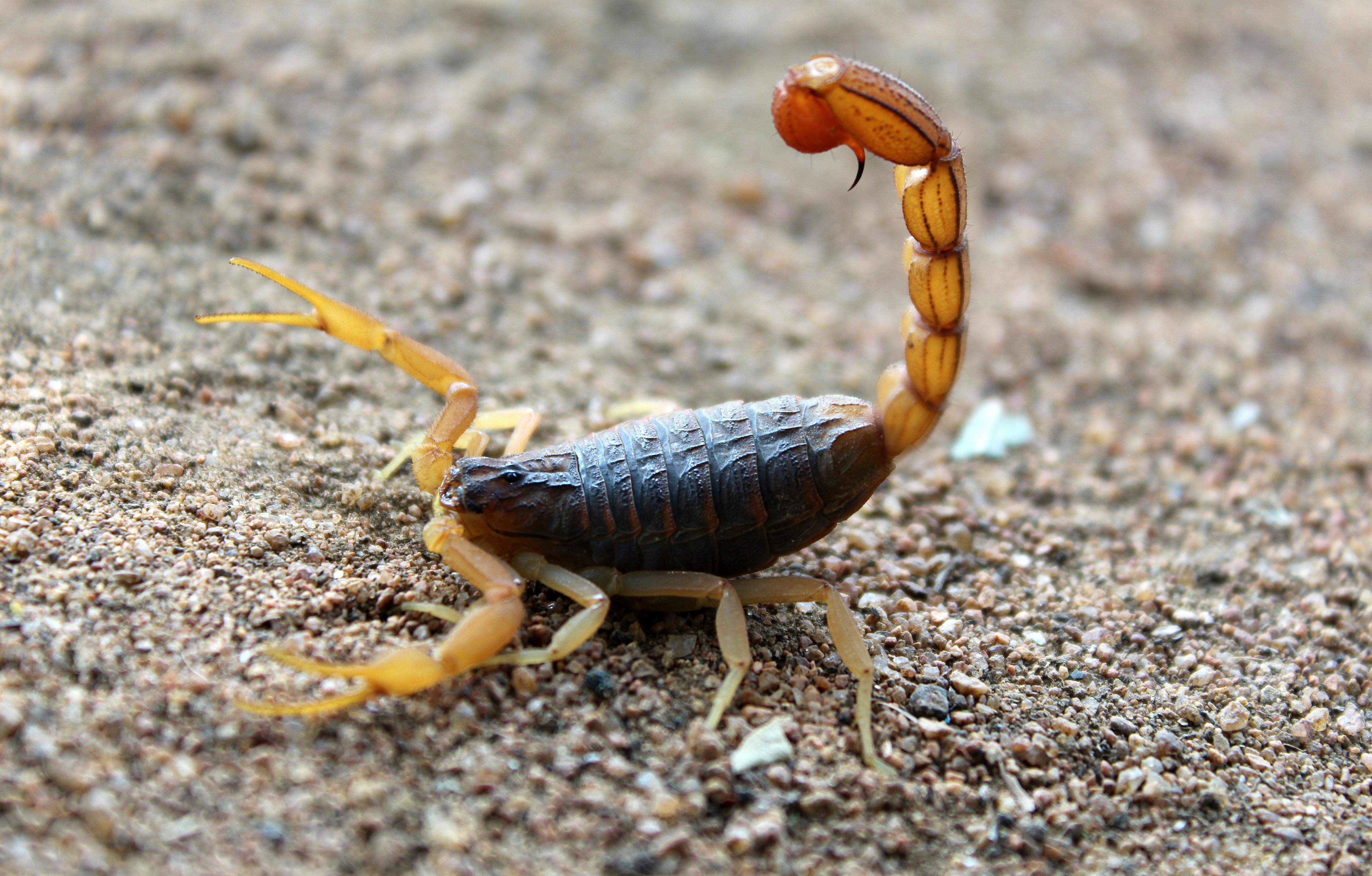blue scorpion I by `Blepharopsis | Scorpion, Arachnids, Beautiful bugs